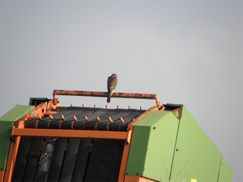 identificazione accipiter gentilis juv/nisus